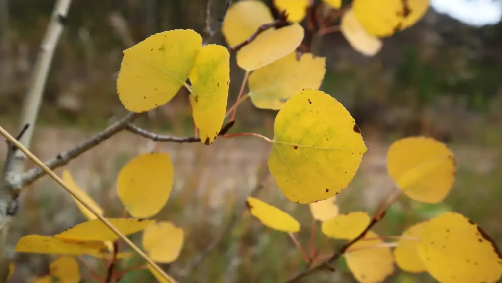 A close-up of golden aspen leaves in autumn. A symbol of life's natural seasons of change and the beauty found in the act of letting go.
