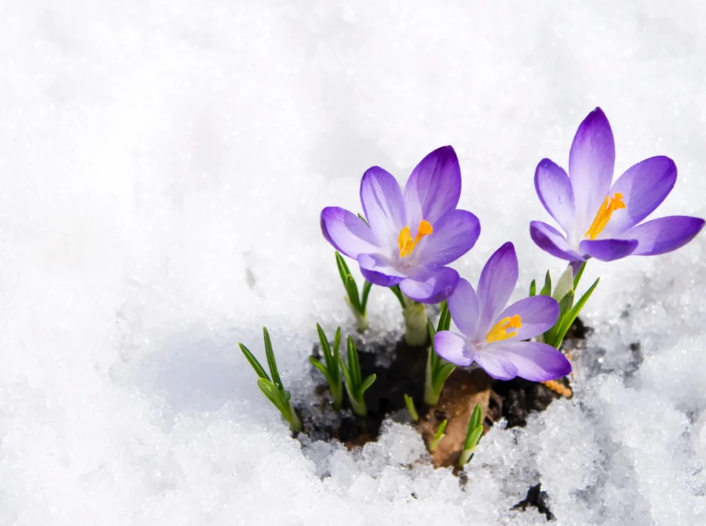 Purple crocuses blooming through the snow, symbolizing resilience and hope.