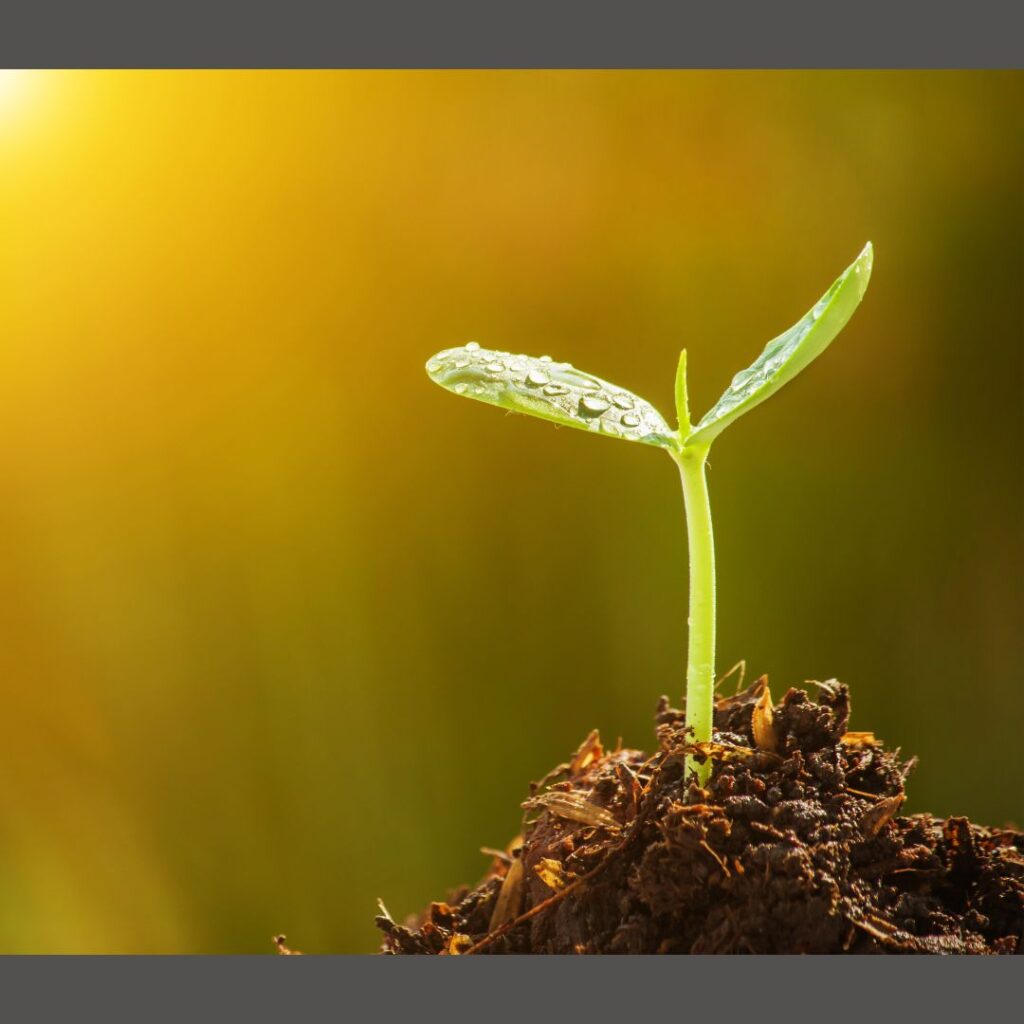 Seedling growing representing the nurturing support that comes from Ignite Counseling Colorado