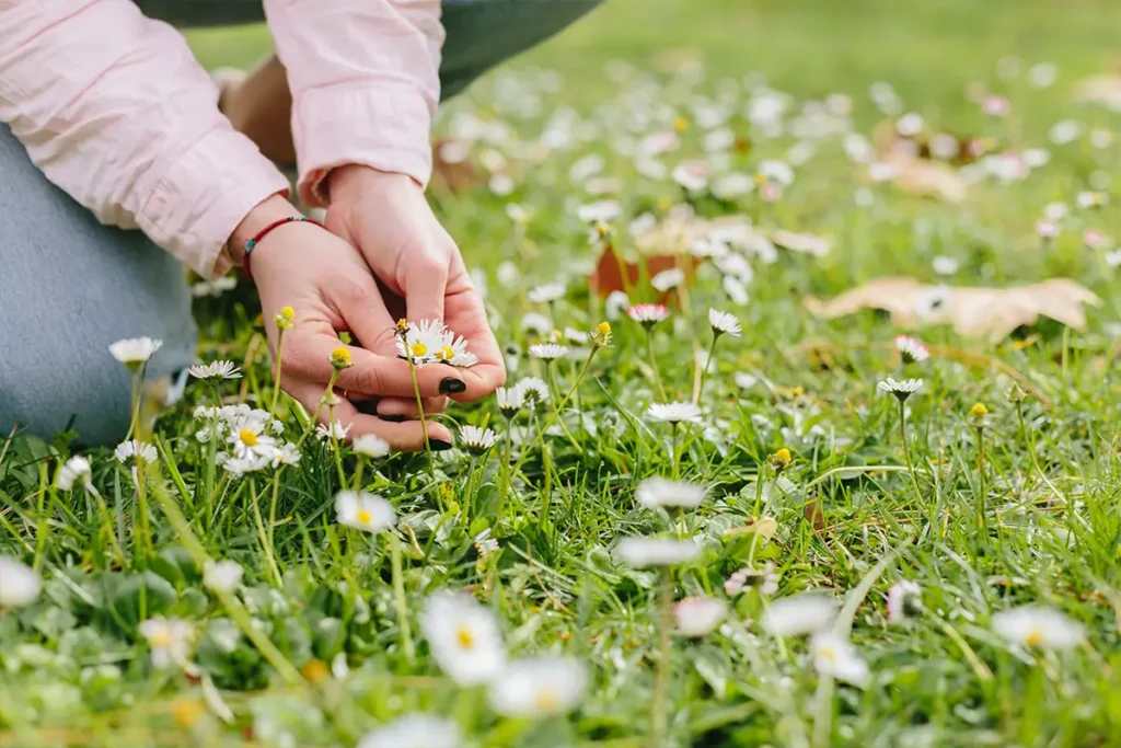 A person kneels in a field of daisies, gently picking a flower illustrating passionate care we offer at Ignite.
