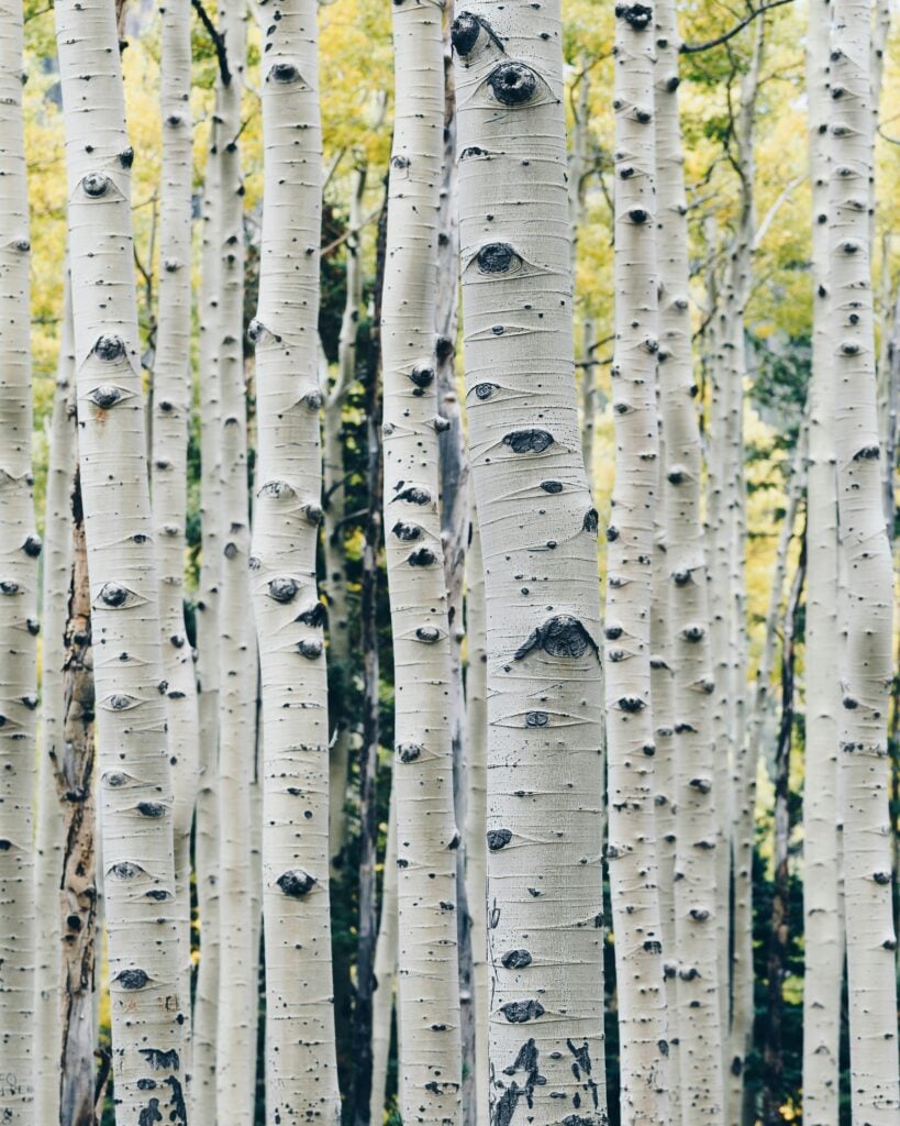Aspen trees in Colorado with sunlight filtering through, symbolizing renewal, growth, and the healing journey supported by Ketamine Integration Therapy.