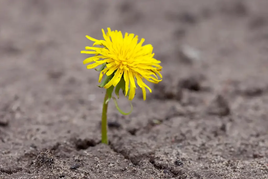 A resilient yellow dandelion growing from dry, cracked ground, illustrating the theme that recovery is achievable despite challenges.