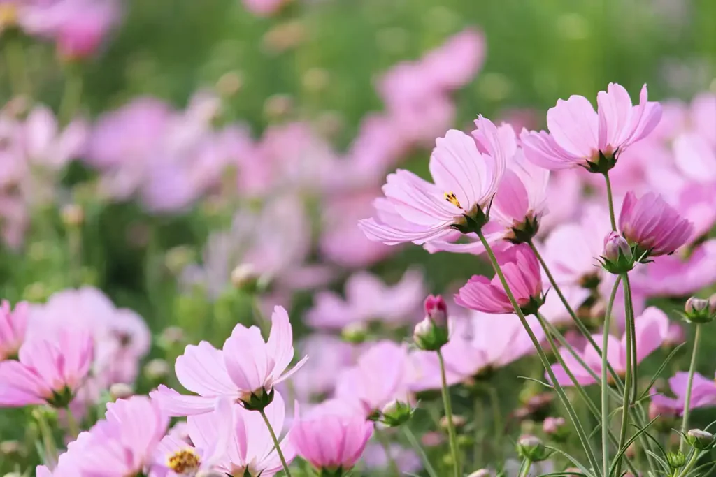 A serene photo of pink flowers illustrating the benefits of therapy, such as feeling more connected and at peace.