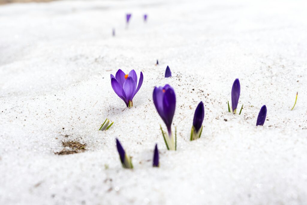 crocus blooming in snow to represent the relief that comes from therapy from Ignite Colorado