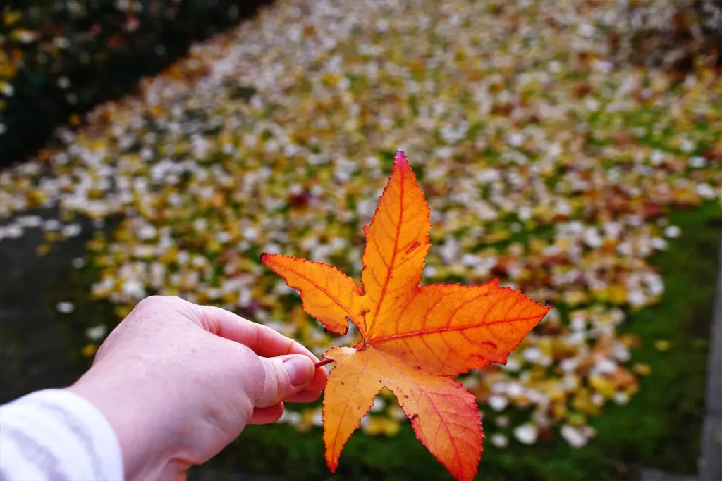A hand holds a vibrant orange and red maple leaf against a background of fallen leaves representing physical conditions that mimic anxiety..