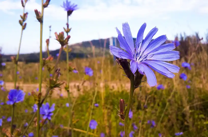 A close-up of a vibrant blue wildflower, possibly chicory, in a sunny field with other wildflowers and a blurred natural background.