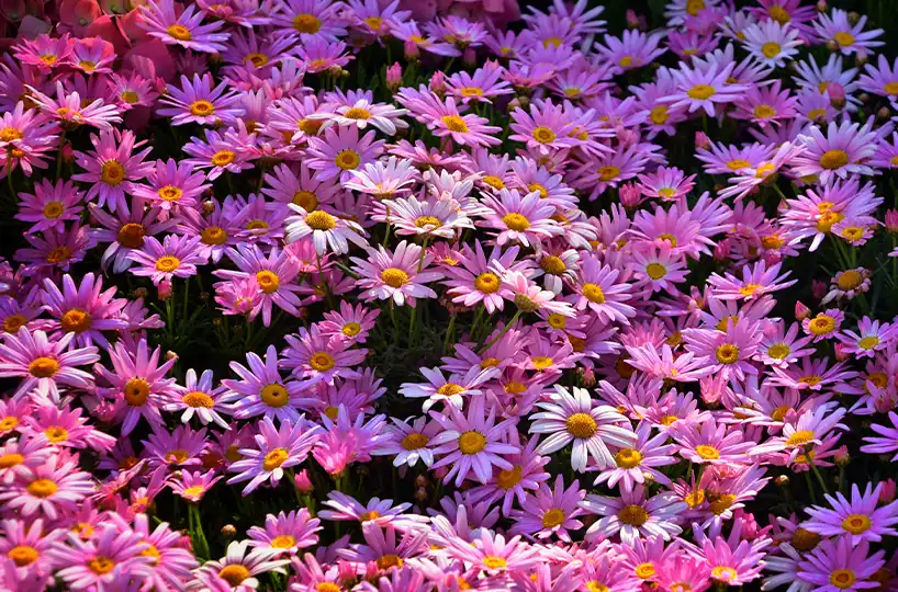 A vibrant field of pink and white daisy-like flowers with yellow centers, symbolizing growth and natural beauty.