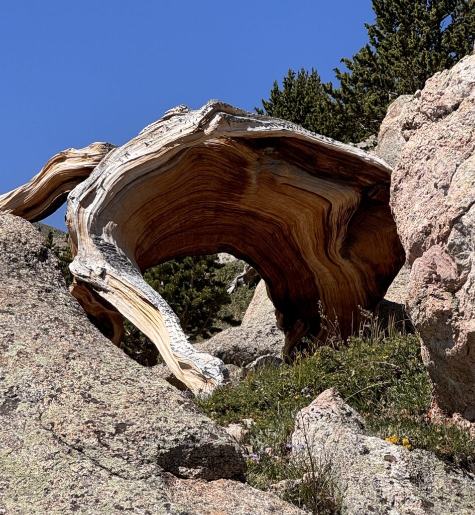 Photo of bristlecone pine, the oldest tree in Colorado, symbolizing resilience and growth through trauma and turmoil