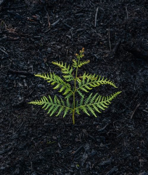 A small green seedling emerging from charred soil after a forest fire, symbolizing renewal, resilience, and healing through Ketamine Integration Therapy in Colorado.
