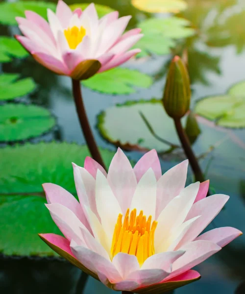 Two pink and white water lilies blooming in a serene pond with green lily pads.