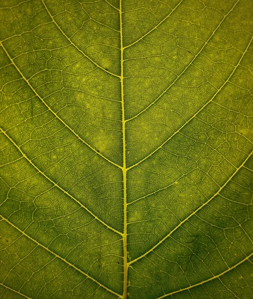 Close-up of a green leaf, showing the detailed pattern of its veins.